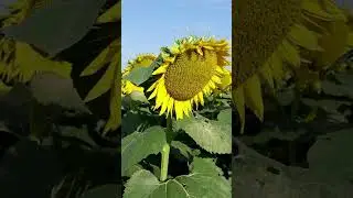 Sunflower Facts