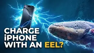 Can an Electric Eel Charge an iPhone?
