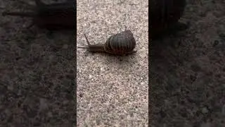 Watch a snail moving- slow motion or patience