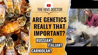 Specific Genetics VS Genetic Diversity//Honey bee genetics