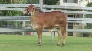 LOT 26   Females of the Future Sale 2022
