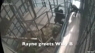 Chimpanzee Rayne Reintroduced with Cy and Willy B, Dominance Behavior and Grooming