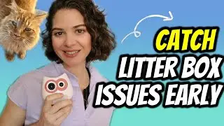 Veterinarian Tests SiiPet LitterLens &ndash; Game-Changer for Cat Health?