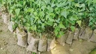 #হাইব্রিড পেঁপে চারা নিতে যোগাযোগ 01887873374#viralvideo#gardening#treelovers#agriculture