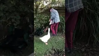 Cliff with the ducks, Polgigga Duck Pond, Cornwall