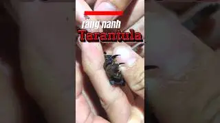 cận cảnh cặp nanh nhện tarantula 😱 #animal #vietnam #tarantula #pet #ssgecko