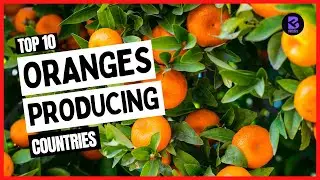 Top 10 Largest Oranges Producing Countries in the World 2021 #top10 #orange #orangecounty