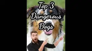 Top 3 Dangerous Dogs in the World 🐕 / Top 3 Evergreen!!! / youtube shorts.