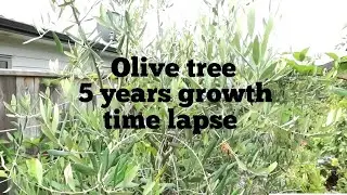 olive tree growing small cutting to fruiting 5 years time lapse