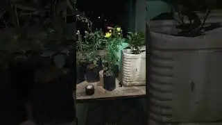 asun dekhama amar garden kk Ken Ken nua flowers au tree asichhe j viral #trending #shortsvideo
