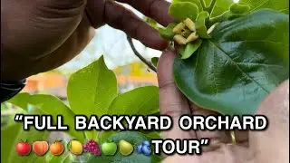&ldquo;FULL SUBURBAN BACKYARD ORCHARD 🍊🍐🍑🍋&zwj;🟩🍎🍏🍇🍋🫐TOUR&rdquo;
