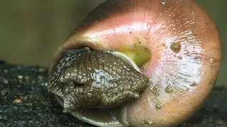Snail Waking Up | Time Lapse