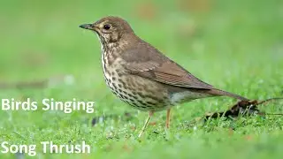 Birds Singing - Song Sparrow - Sounds of Nature