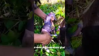 Goat premature | saving my baby goat...