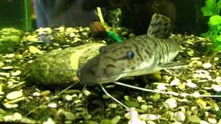 Pseudoplatystoma tigrinum fishdata.info