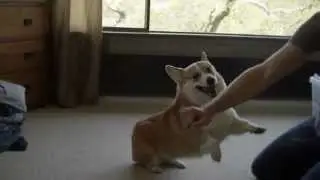 Welsh Corgi attack in Slow Motion