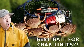 🐙🦀BEST BAIT for DUNGENESS CRABS | First Crab LIMITS | GIVEAWAY ANNOUNCEMENT