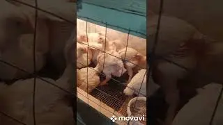 Супер добавка при откорме бройлеров