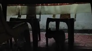 Watch to end 🙏🐱#MalayaliLife#MalayalamReel #KeralaHome