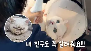 A Check-up for My Cat That Ended Up Saving a Stray