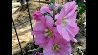 Beautiful Flowers - 5 :  Hollyhock