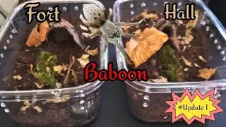 Pterinochilus lugardi Fort Hall Baboon ( Update 1) #subscribe #youtube #fyp #tarantula