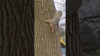 This Squirrel Had Trust Issues 👀🐿😭 #trending #shorts #viral