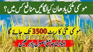 Profitable crop in August 2025 Rice or Maize #agriakhbaar #fertilizer #farming #crops 