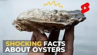 3 Surprising Facts About Oysters That Will Shock You #shorts