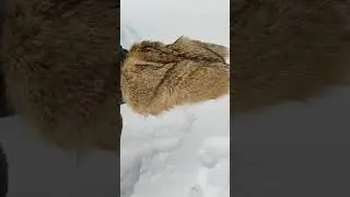 Winter coyote mittens