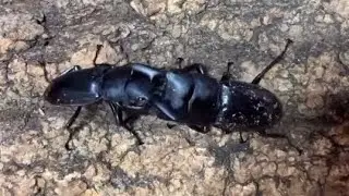 【過去動画再編集期間】ヒラタクワガタVSヒラタクワガタ