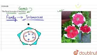 The floral formula of Petunia is