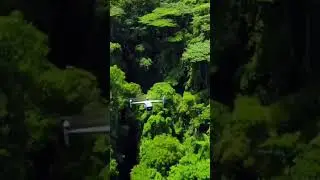 AI forest and drone