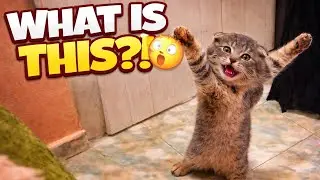 Cats Being Weird for 7 Minutes Straight 😹(Try Not to Laugh)