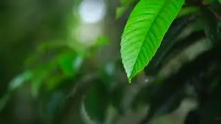 Leaves | Free Stock Footage