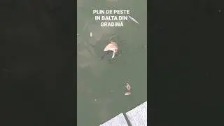 Plin de peste puiet in balta mea la paine