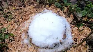 Убивает ли английская соль корни деревьев?