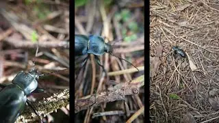 Skrejvabole / Smooth ground beetle (Carabus glabratus)