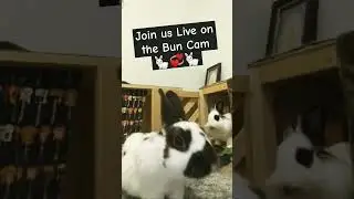 Watch Satnin & Elvis Parsley go Live in their warren (bedroom) #shorts #live #bunnies #cutepets #bun