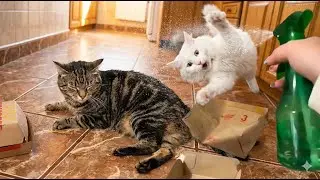 Best Funny Animal Moments🤣Funniest Cats & Dogs😅