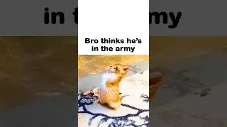 SIR YES SIR