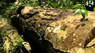 Australia  where spiders rain down from the sky   video report   World news   The Guardian
