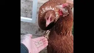 Hand feeding chicken is a nice way of bonding with them