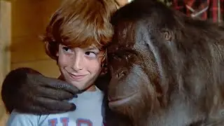 A Summer to Remember | Bonding Beyond Words with an Ape