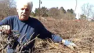Pruning Muscadine Grape Vines