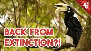 Horny Birds in Singapore | Oriental Pied Hornbill
