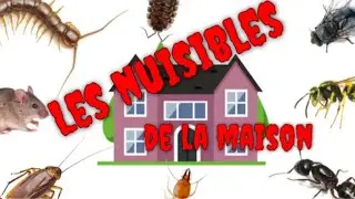 🏡🐞 10 Nuisibles dans votre Maison (et comment s'en d&eacute;barrasser) 🕷☠️ #nuisibles #insectes #rongeurs
