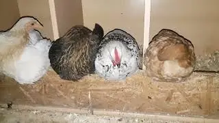 platzsuche im h&uuml;hnerstall - kampf um die besten schlafpl&auml;tze part 2 #chicken #youtubeshorts
