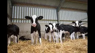 Genetics Australia Progeny Results - Calves Weaning plan at HRM Dairies - Dr.sajid
