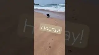 Sydney dog beach.#cavoodle#doglover #beach#run#paw#cavapoo #キャバプー #ビーチ#走れ